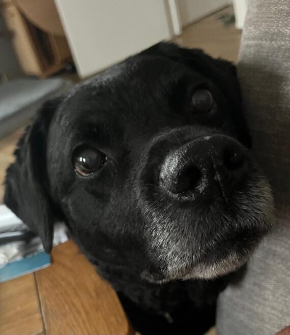 Boe